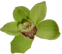 orchids green bp - bezmaksas png
