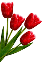 Flores Tulipán - zdarma png