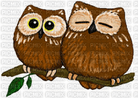 Blinking Owls - Free animated GIF