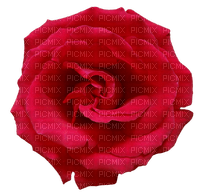 rosa vermelha-l - PNG gratuit