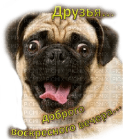 Y.A.M._Images for comments, dog - zdarma png