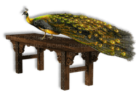 pavo real - png ฟรี