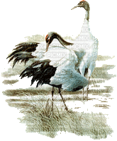 crane birds bp - GIF animado gratis