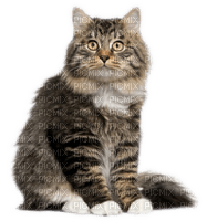 Rena Tiger Cat Katze Tier Animal - 無料png