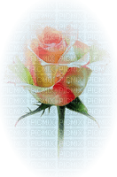 Róża kolor - PNG gratuit