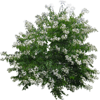Arbusto  hojas verdes y flores blancas - gratis png