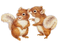 Squirrels.écureuils.Ardillas.gif.Victoriabea - GIF animado grátis