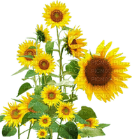TOURNESOL sunflower - Free PNG