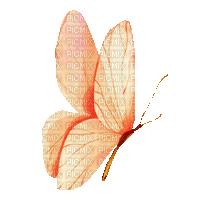 Butterfly.Papillon.gif.Victoriabea - Animovaný GIF zadarmo