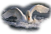 Kaz_Creations Animals  Birds Bird Swans - zadarmo png