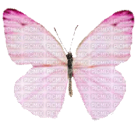 Pink Butterfly attempt 672 - Free animated GIF