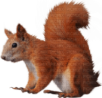squirrel ecureuil - png gratis