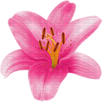 pink lily - bezmaksas png