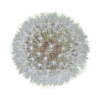 dandelion - nemokama png