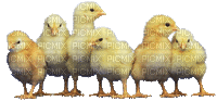 pollo - Gratis geanimeerde GIF