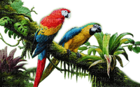 Rena Papageien Vögel - zdarma png