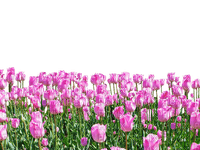 tulip - bezmaksas png