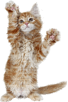 gatito - Gratis animeret GIF