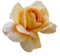 minou-yellow rose-gul ros - gratis png