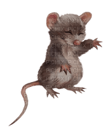 Kaz_Creations Mouse - zdarma png