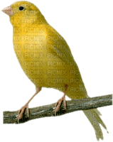 birds-l - Free PNG