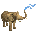 Elephant - GIF animado grátis