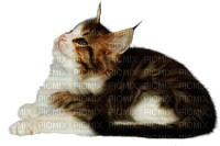 cat by nataliplus - kostenlos png