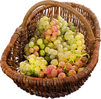 basket grapes by nataliplus - PNG gratuit