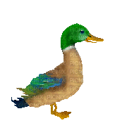 duck - Gratis geanimeerde GIF