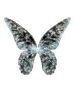 VanessaVallo _crea-fairy wings glitter animated - GIF animado grátis