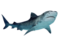 shark - PNG gratuit