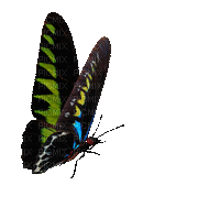 Liahna Mell Butterfly Green - GIF animé gratuit