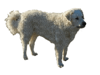 kuvasz, hungarian sheepdog - PNG gratuit