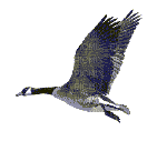 uccello - Zdarma animovaný GIF