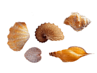 shells katrin - Free PNG