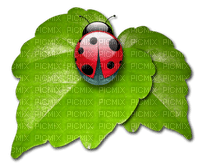 Kaz_Creations Ladybugs Ladybug - gratis png