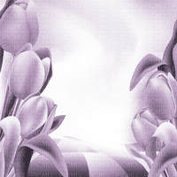 Y.A.M._Spring Summer background  purple - 無料png