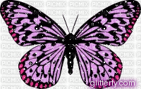 butterfly gif - Besplatni animirani GIF