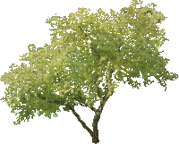 Tube arbre - Безплатен анимиран GIF