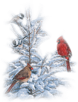 Birds in Winter - png gratuito