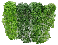 Pflanze - Ilmainen animoitu GIF