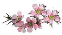 Australian native flowers bp - kostenlos png