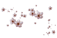 декорцветы - PNG gratuit