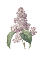 kikkapink deco purple pink lilac flower spring - безплатен png