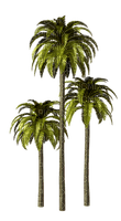 palmeras - kostenlos png