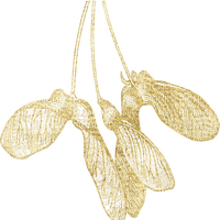 gold maple seeds Bb2 - Free PNG