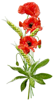 Poppies - Free PNG
