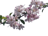 Apple Blossom Branch - png ฟรี