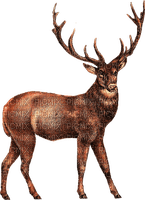 Deer-RM - besplatni png