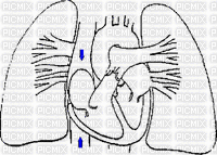 heart and lungs - Nemokamas animacinis gif